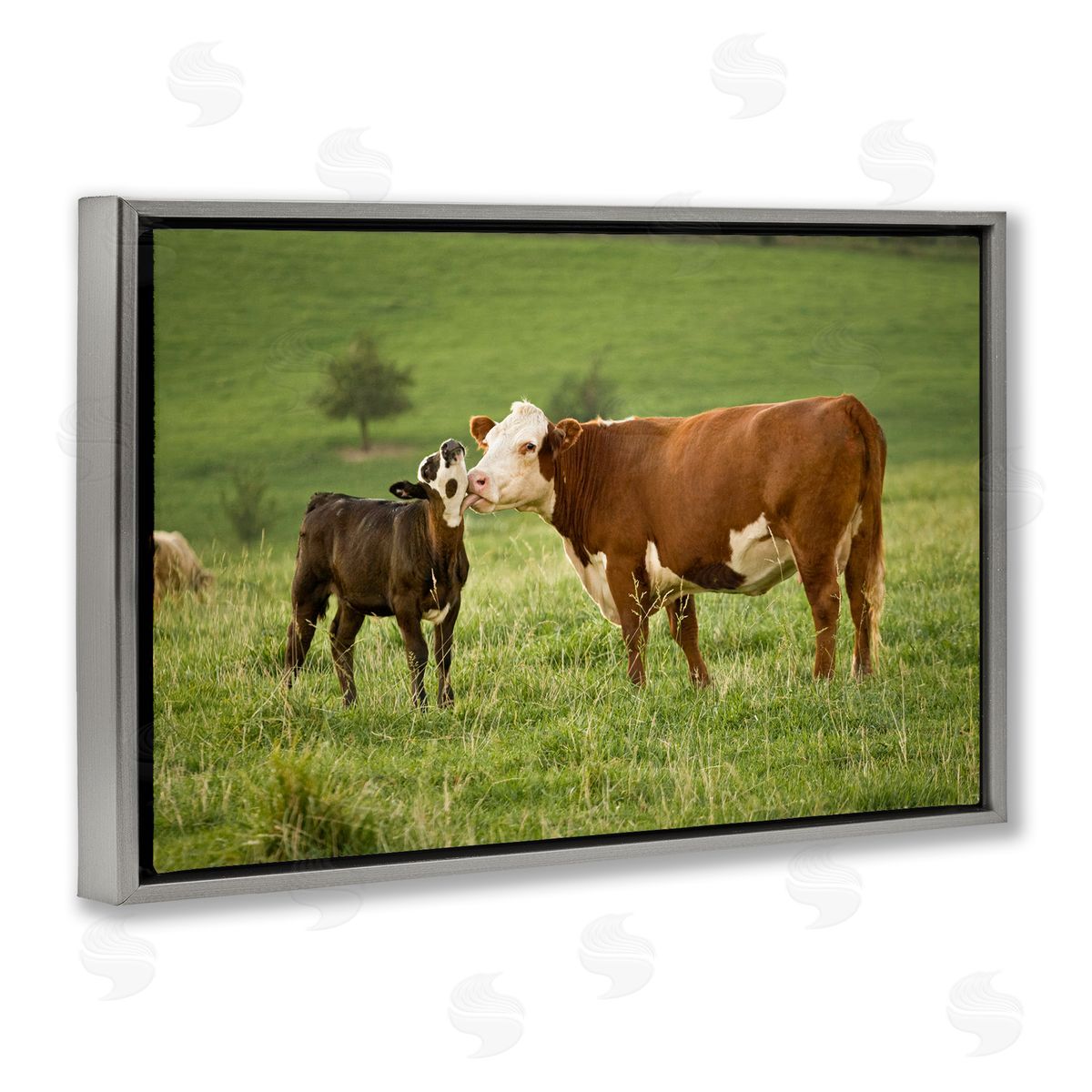Marty Hulsebos Cow & Calf Preening Gray Floating Frame Canvas Wall Art Print