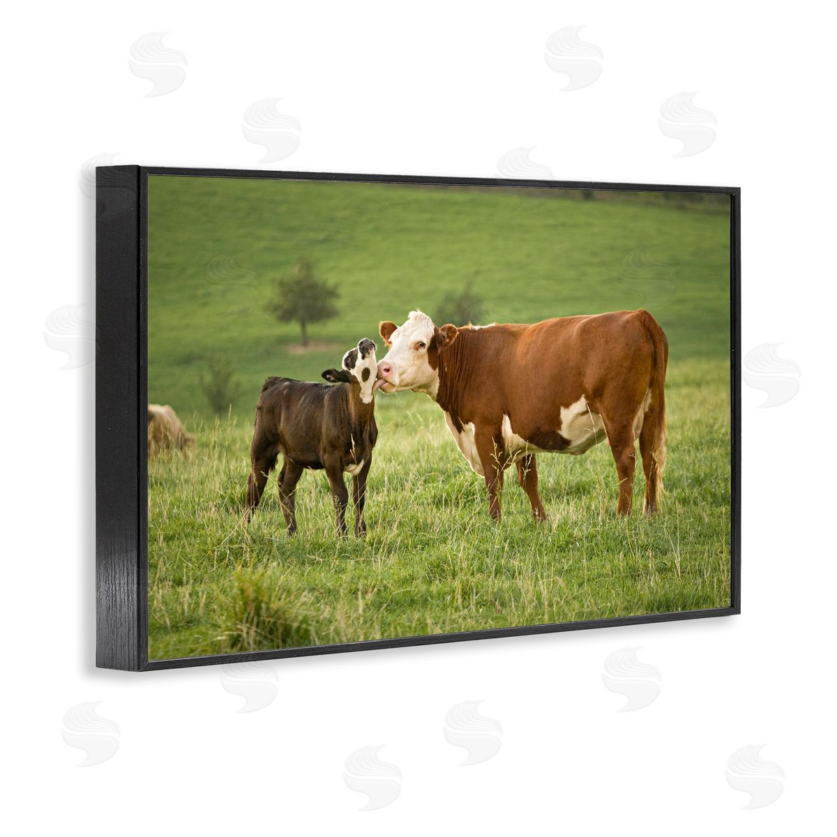 Marty Hulsebos Cow & Calf Preening Black Framed Giclee Wall Art Print