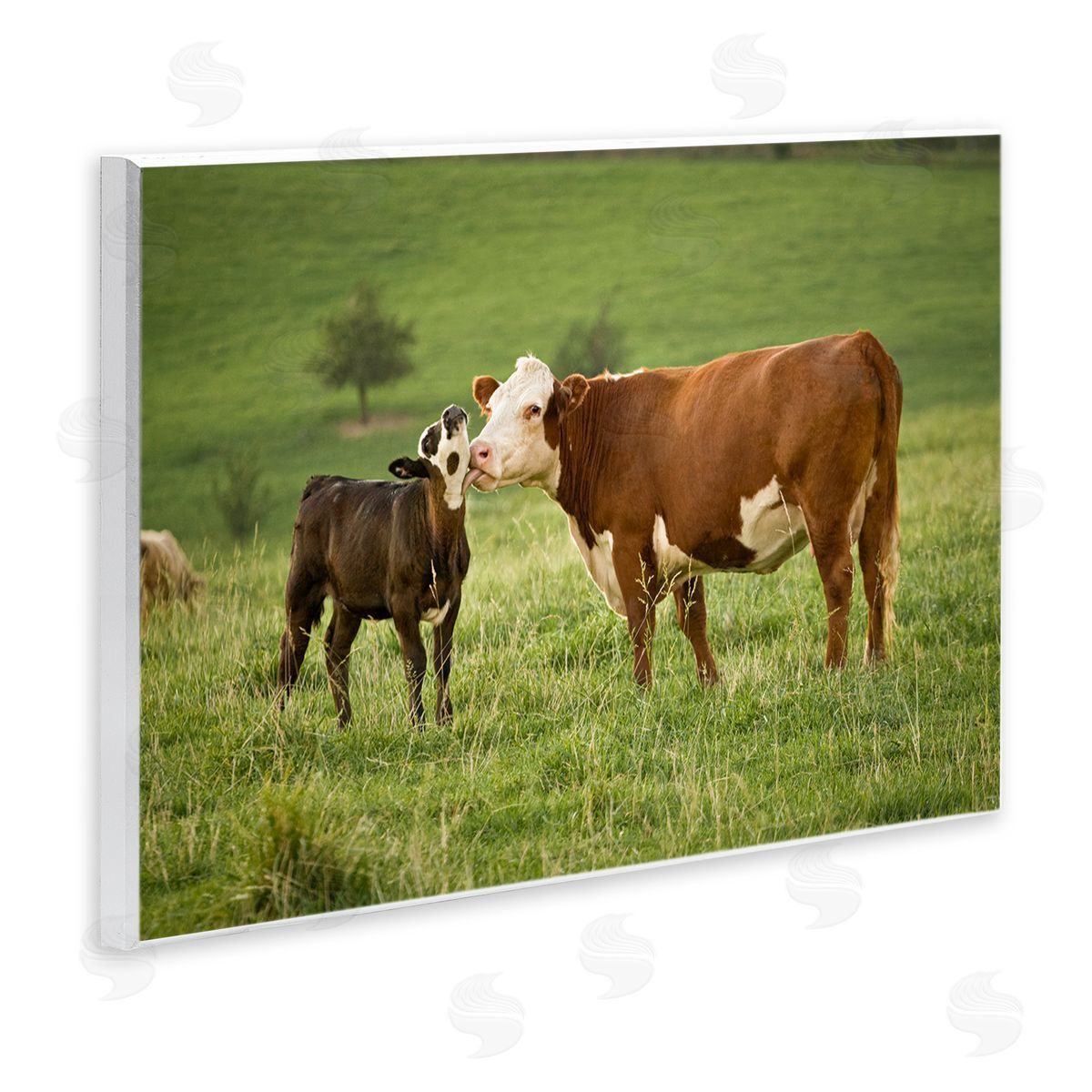 Marty Hulsebos Cow & Calf Preening Wooden Wall Plaque Art Print