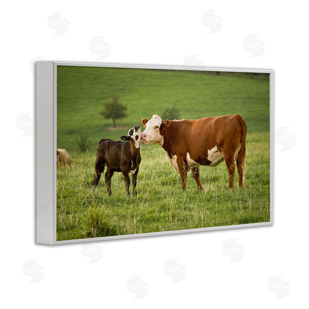 Marty Hulsebos Cow & Calf Preening White Framed Giclee Wall Art Print