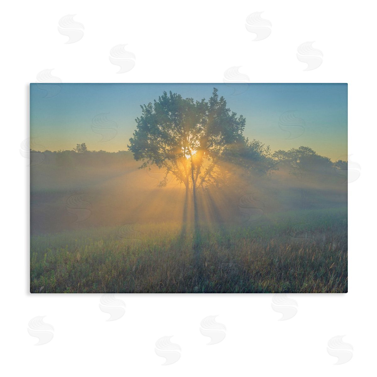 Marty Hulsebos Bright Sunlit Tree Canvas Wall Art Print
