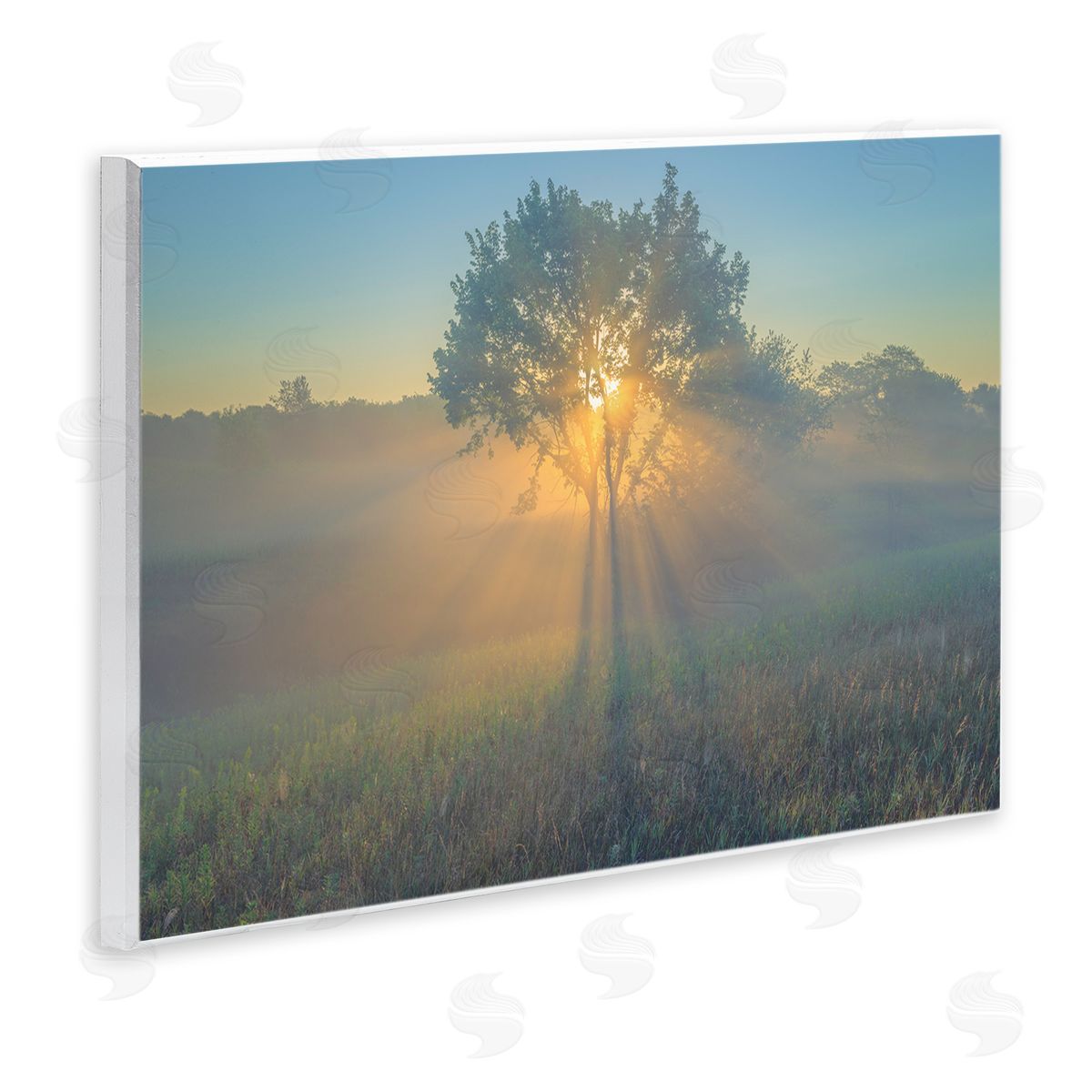 Marty Hulsebos Bright Sunlit Tree Wooden Wall Plaque Art Print