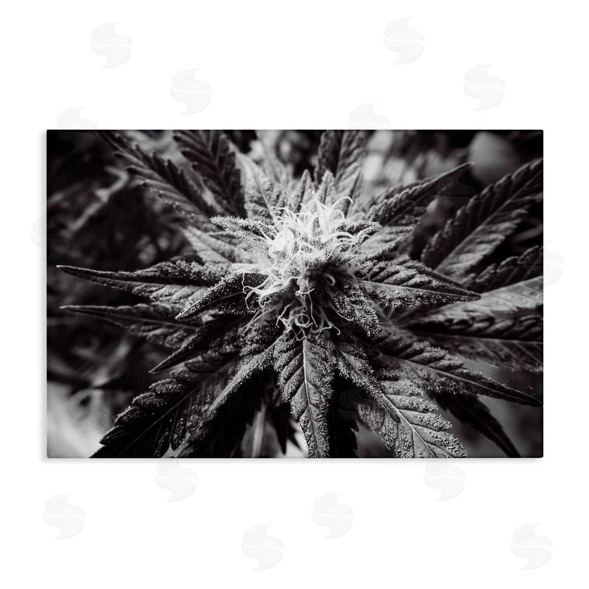 LIH Dark Cannabis Flower Canvas Wall Art Print