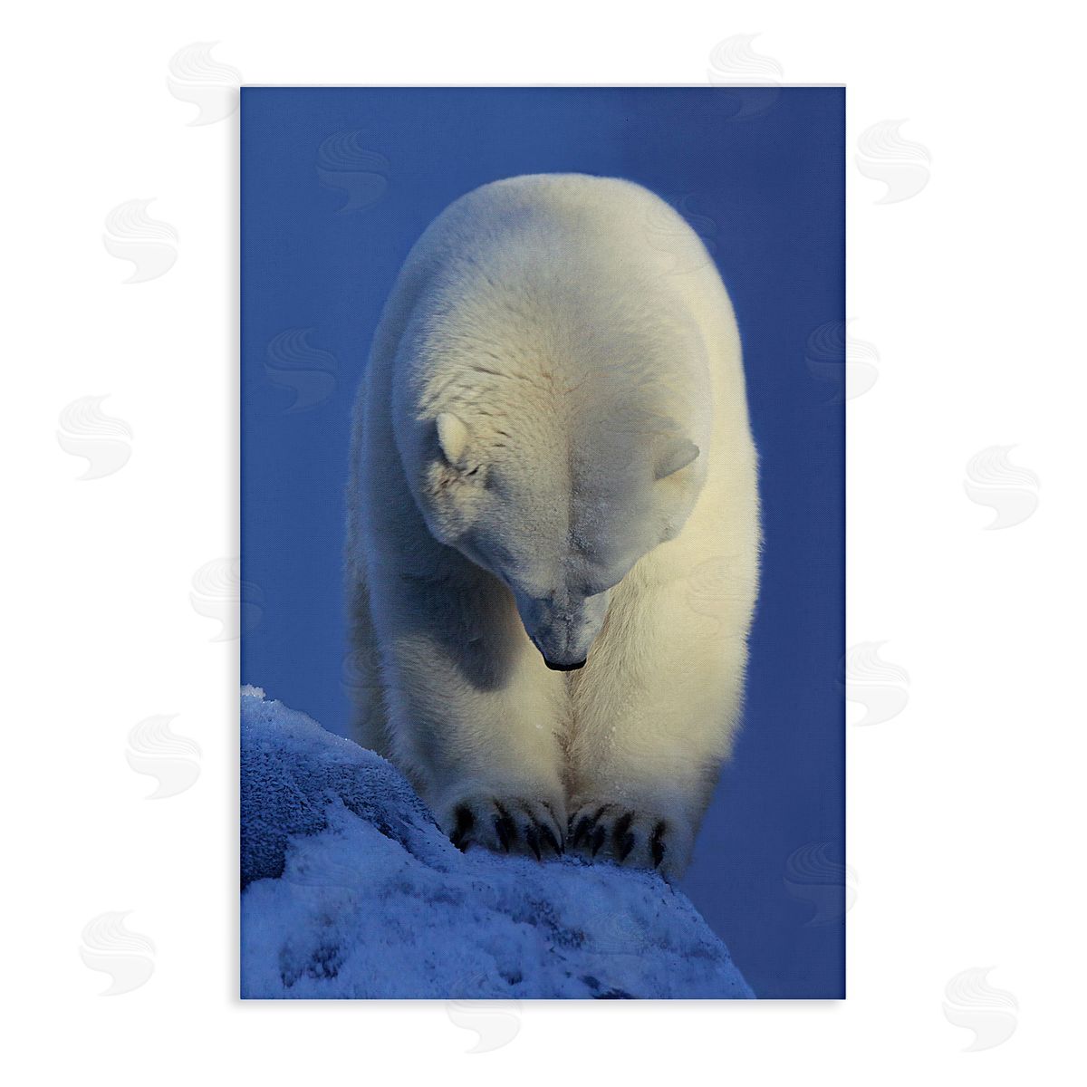 Shane Lamb Contemplation Polar Bear Canvas Wall Art Print