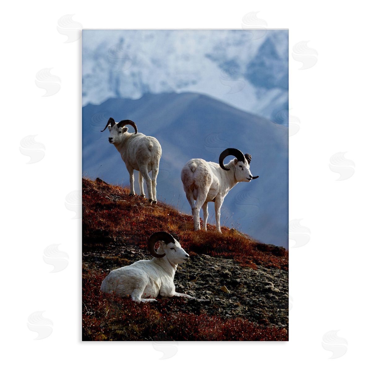 Shane Lamb Dall Sheep on Cliff Canvas Wall Art Print