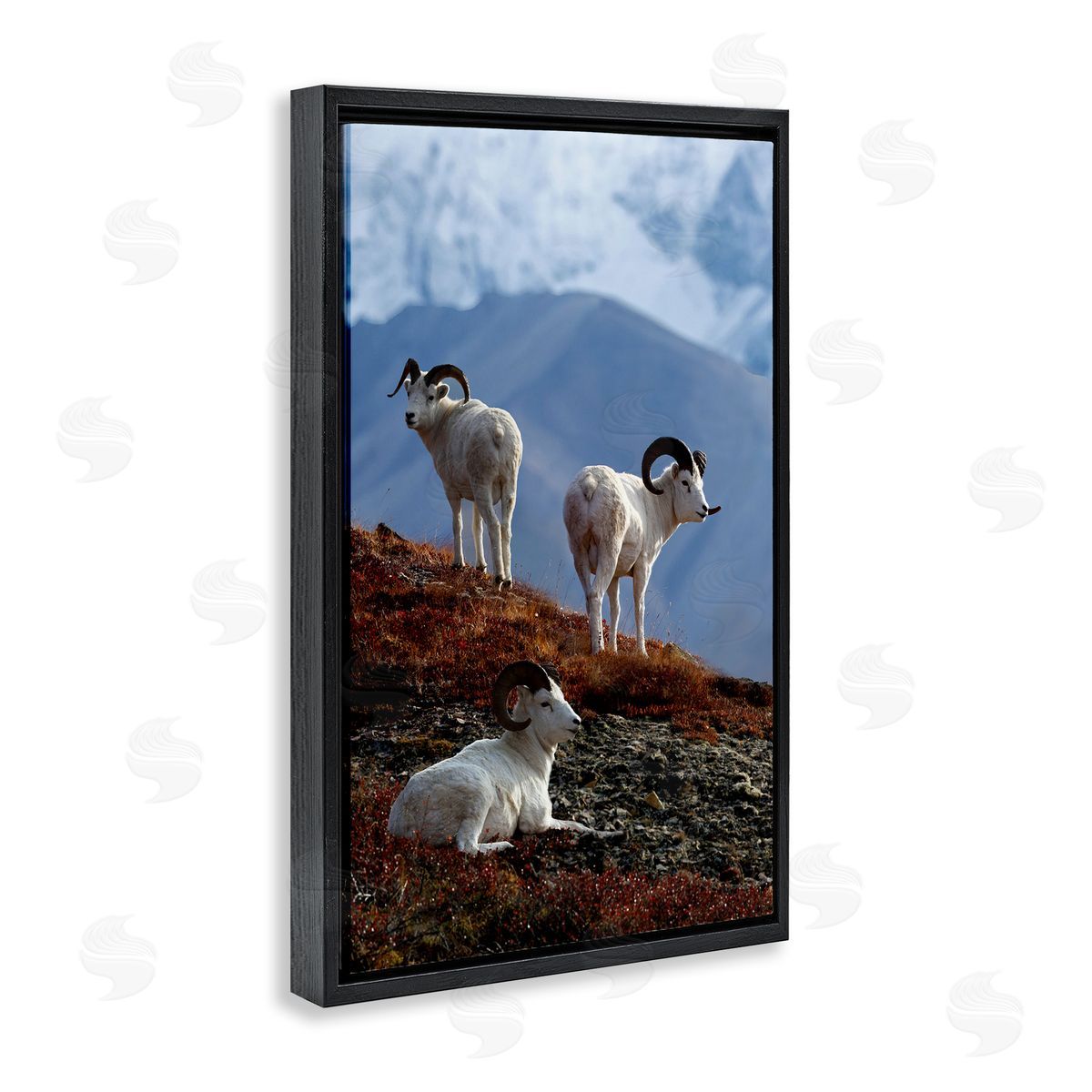 Shane Lamb Dall Sheep on Cliff Black Floating Frame Canvas Wall Art Print