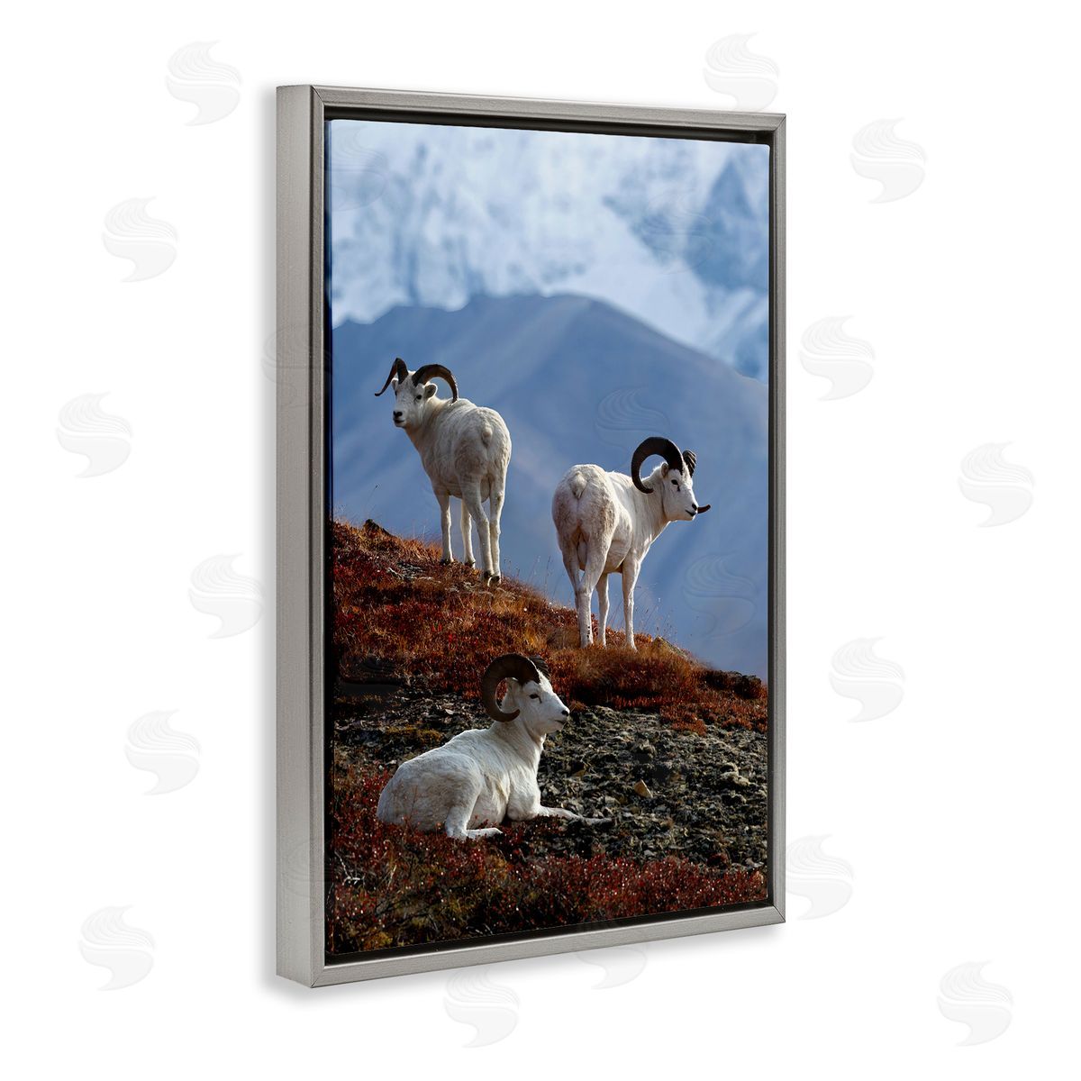 Shane Lamb Dall Sheep on Cliff Gray Floating Frame Canvas Wall Art Print