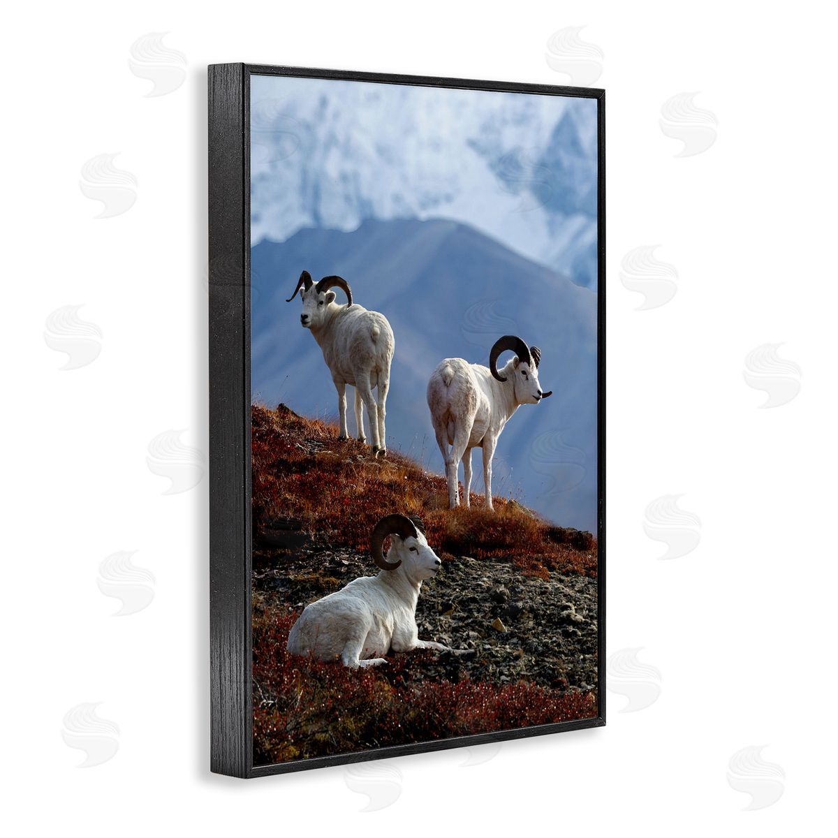 Shane Lamb Dall Sheep on Cliff Black Framed Giclee Wall Art Print