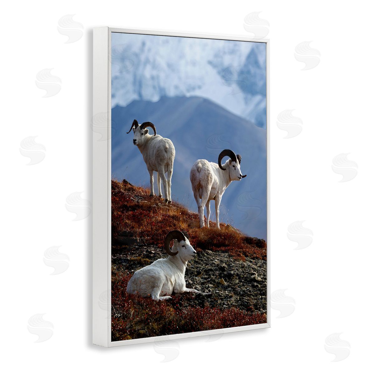 Shane Lamb Dall Sheep on Cliff White Framed Giclee Wall Art Print