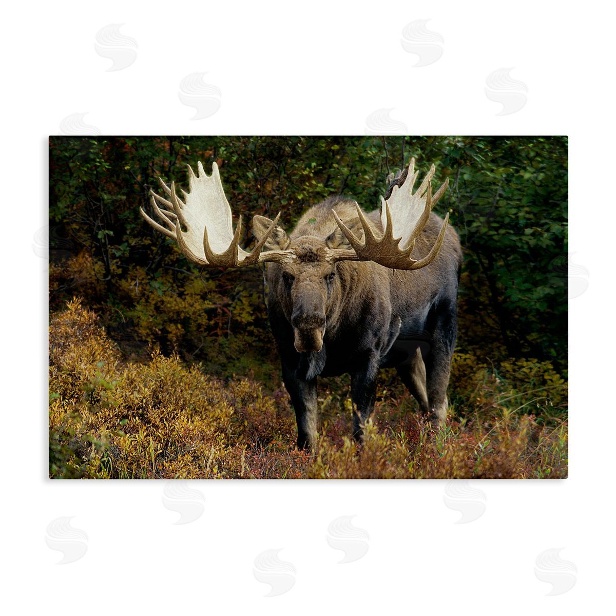 Shane Lamb Bull Moose Face Off Canvas Wall Art Print