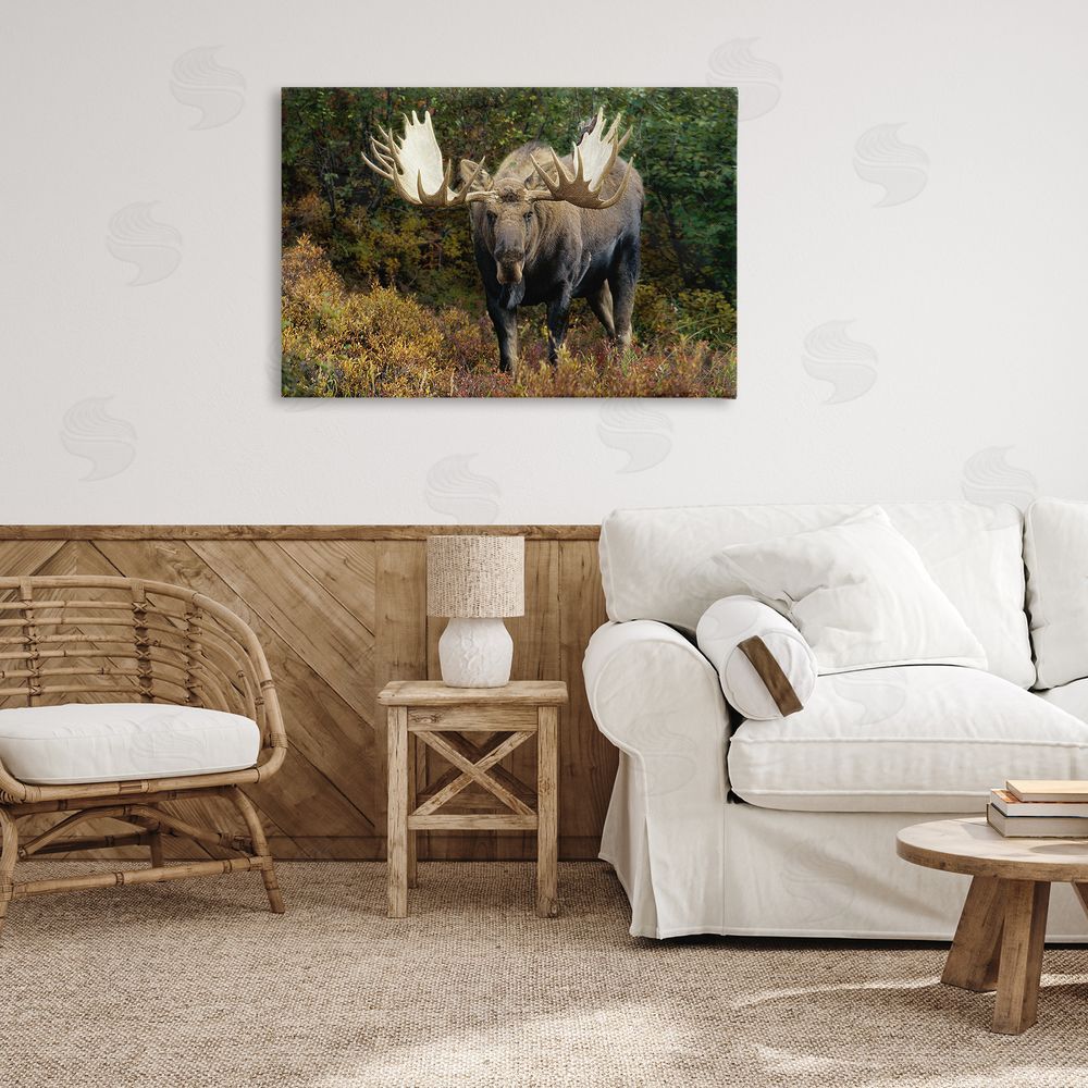Shane Lamb Bull Moose Face Off Canvas Wall Art Print in Room