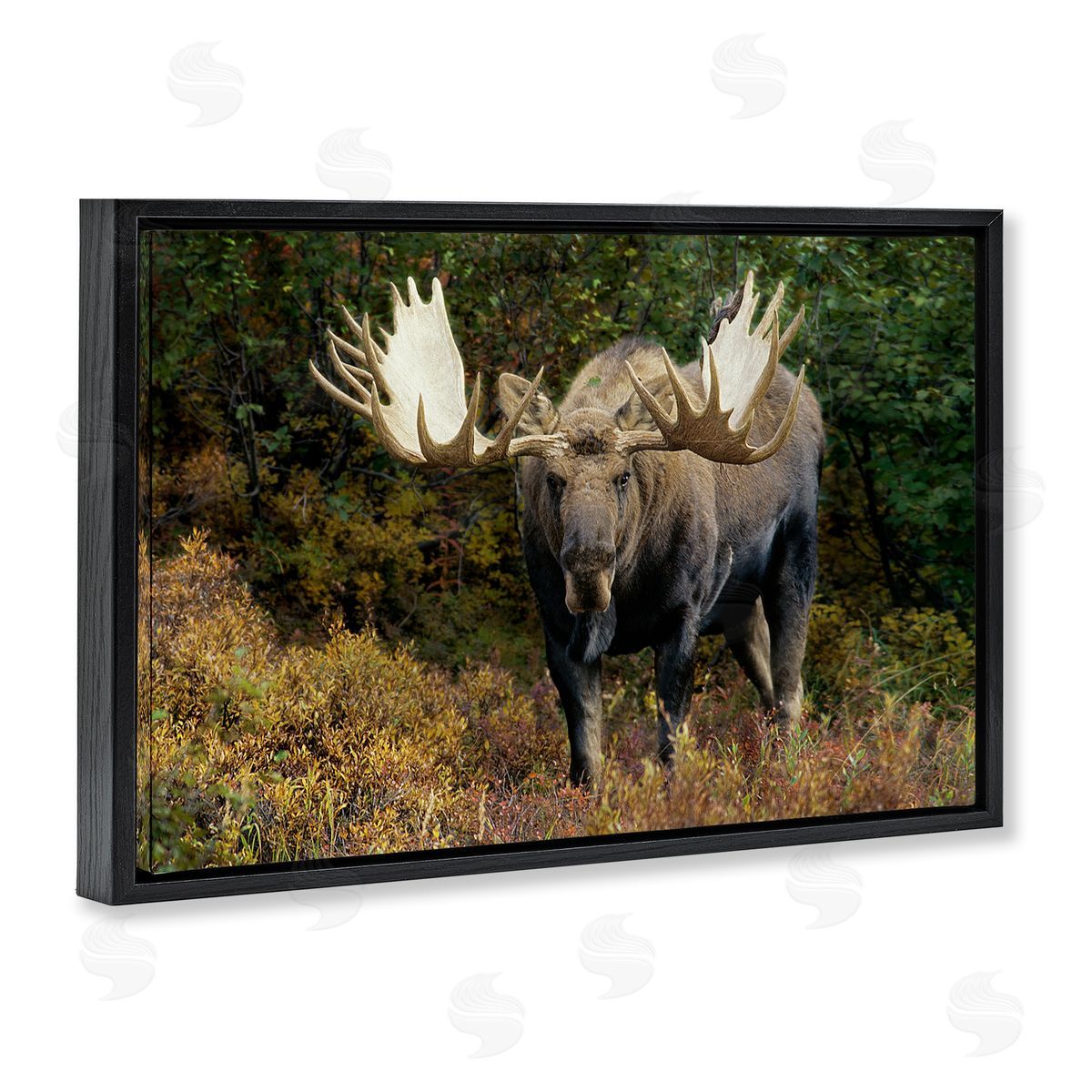 Shane Lamb Bull Moose Face Off Black Floating Frame Canvas Wall Art Print