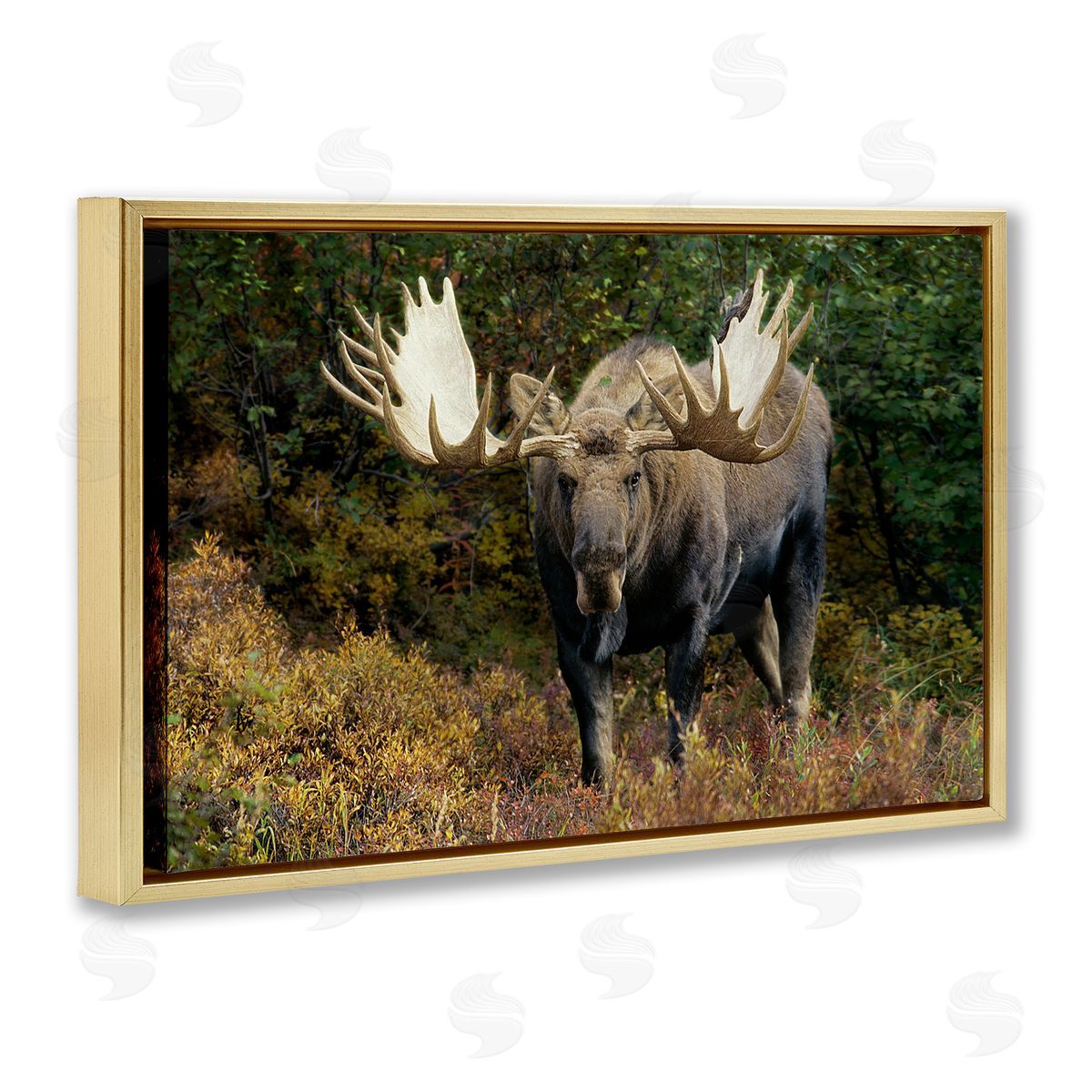 Shane Lamb Bull Moose Face Off Gold Floating Frame Canvas Wall Art Print