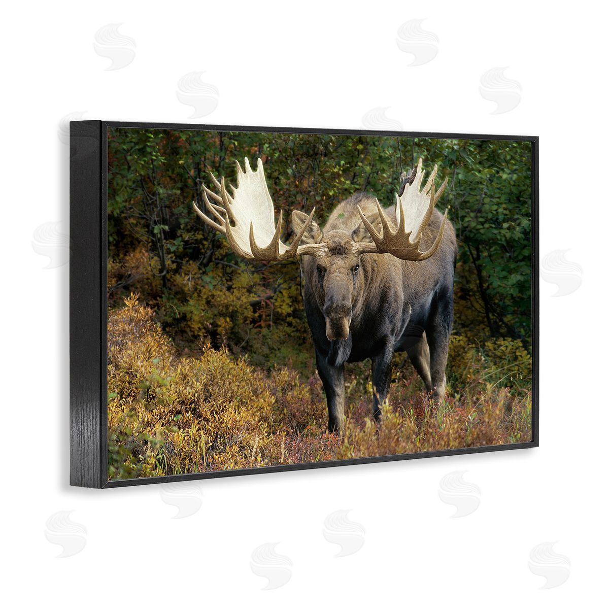 Shane Lamb Bull Moose Face Off Black Framed Giclee Wall Art Print