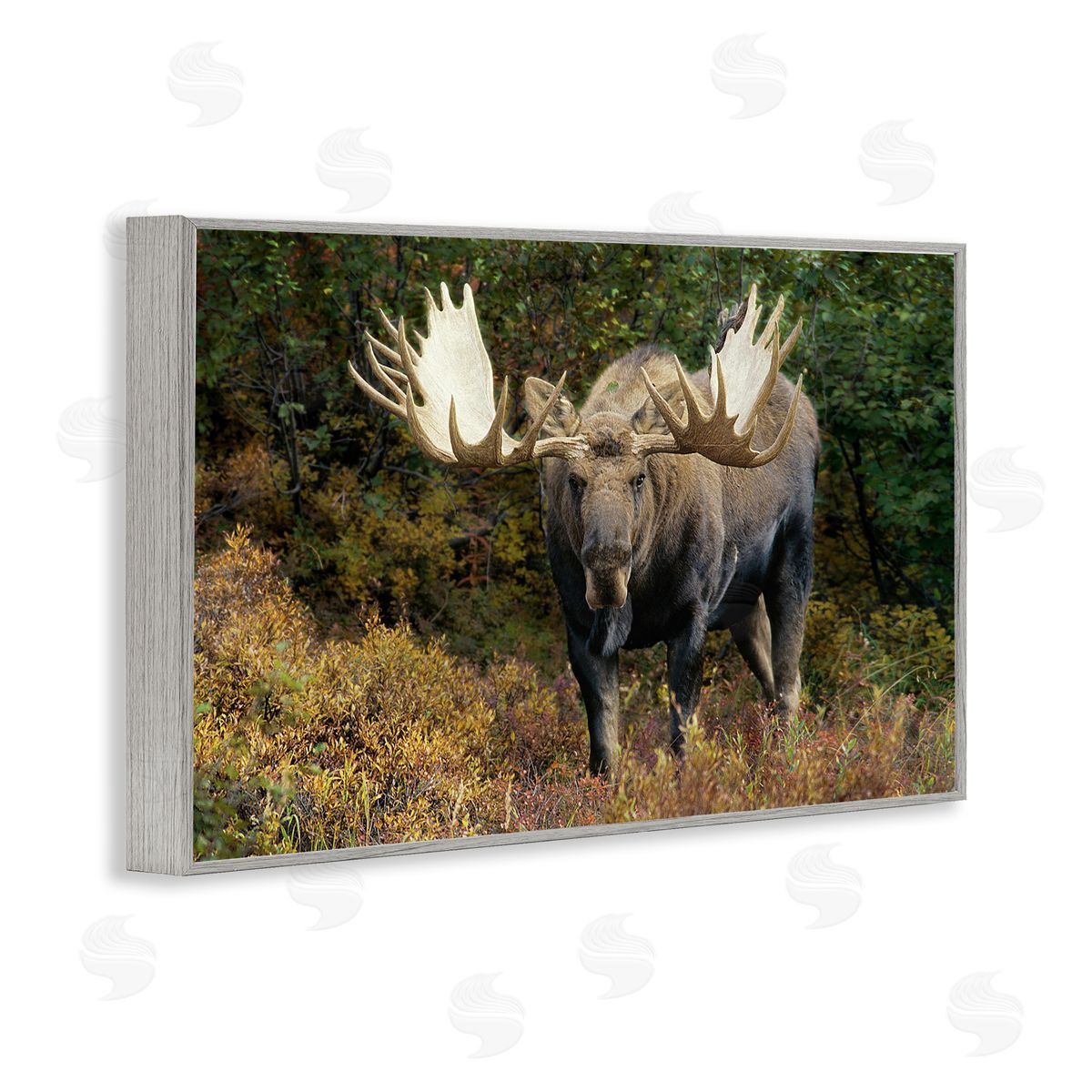 Shane Lamb Bull Moose Face Off Gray Framed Giclee Wall Art Print