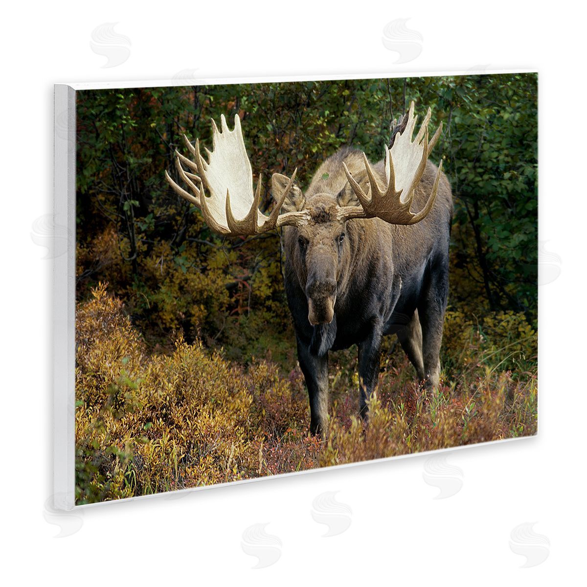 Shane Lamb Bull Moose Face Off Wooden Wall Plaque Art Print