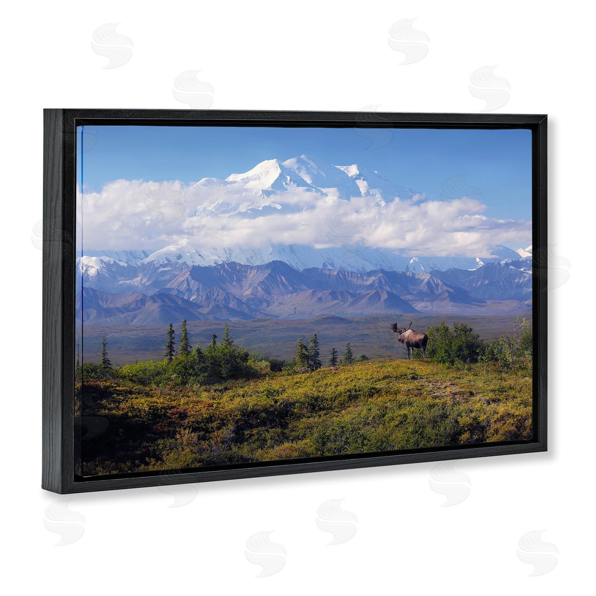 Shane Lamb Mountain Majesty Moose Black Floating Frame Canvas Wall Art Print
