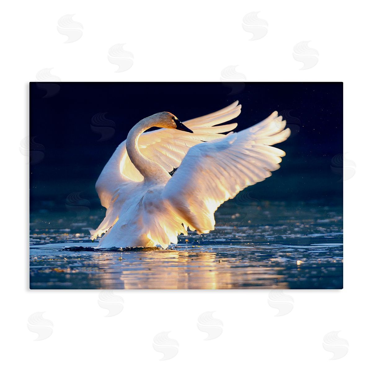 Shane Lamb Sunset Symphony Swan Canvas Wall Art Print