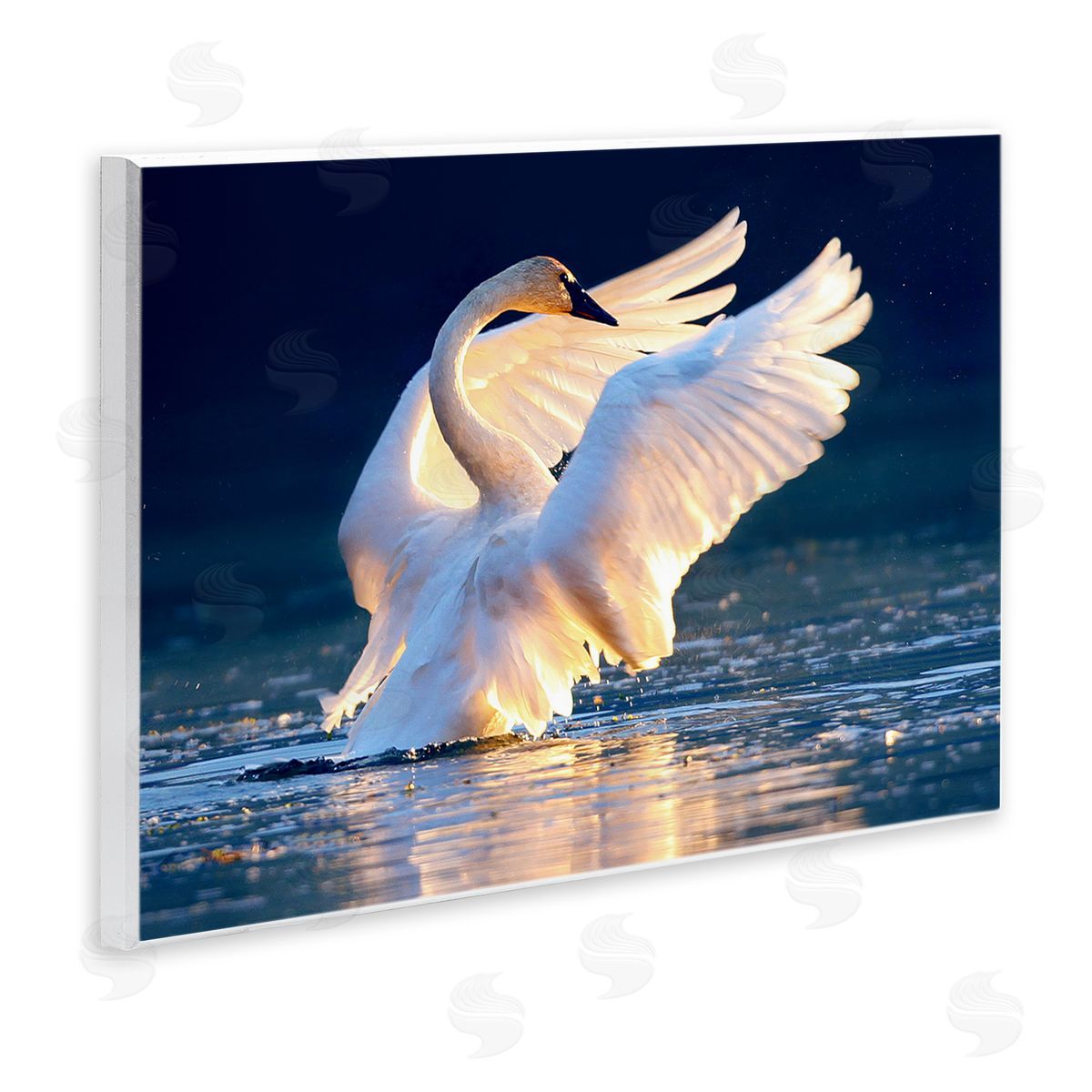 Shane Lamb Sunset Symphony Swan Wooden Wall Plaque Art Print