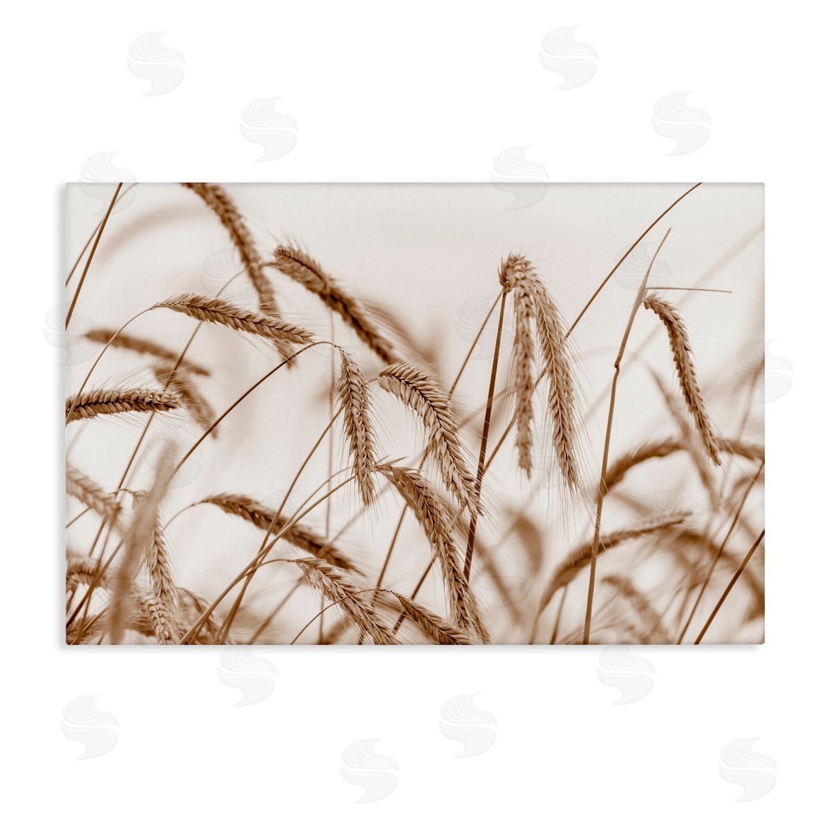 Nancy Crowell Windswept Wheat Sprigs Canvas Wall Art Print