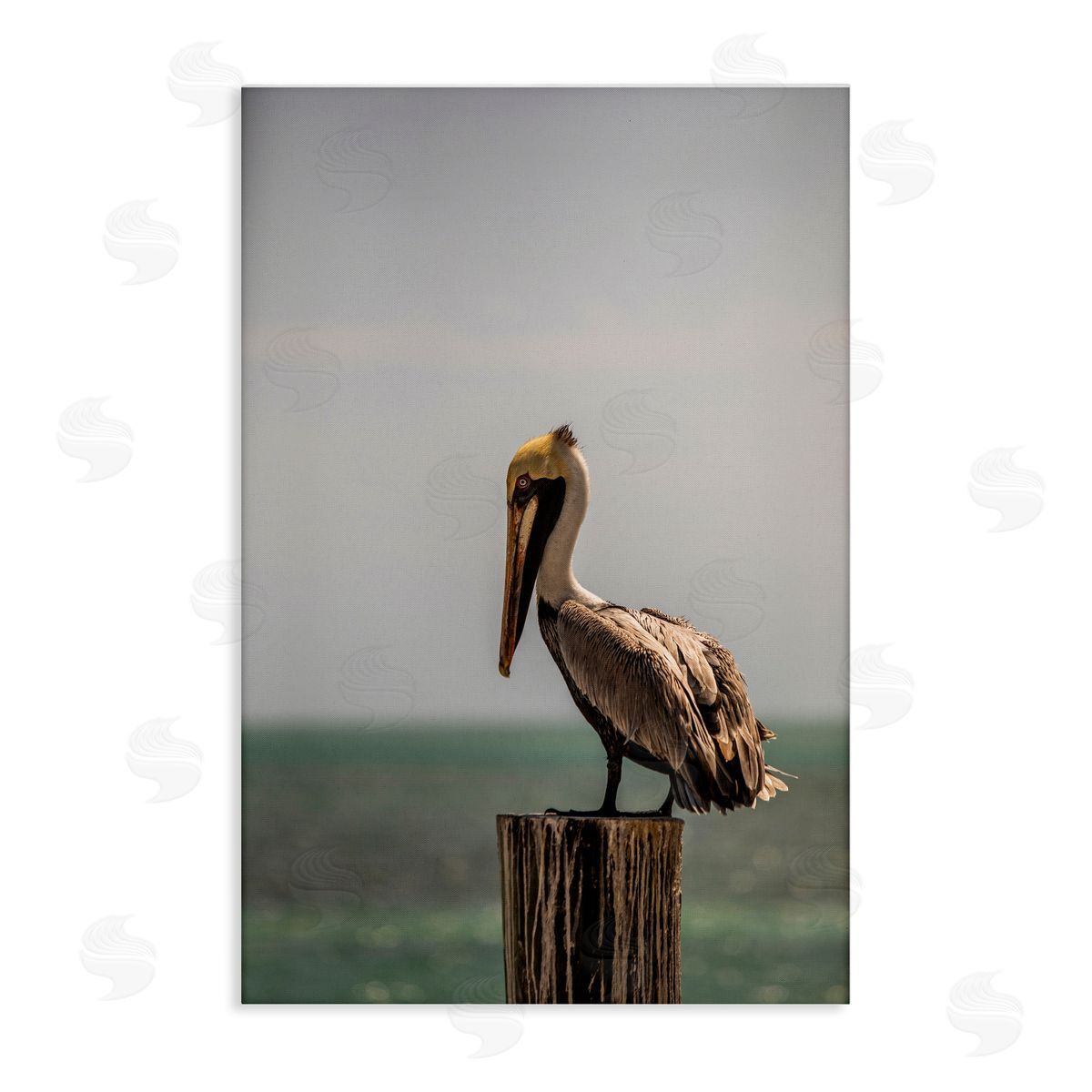 Aaron Matheson Nautical Landscape Pelican Canvas Wall Art Print