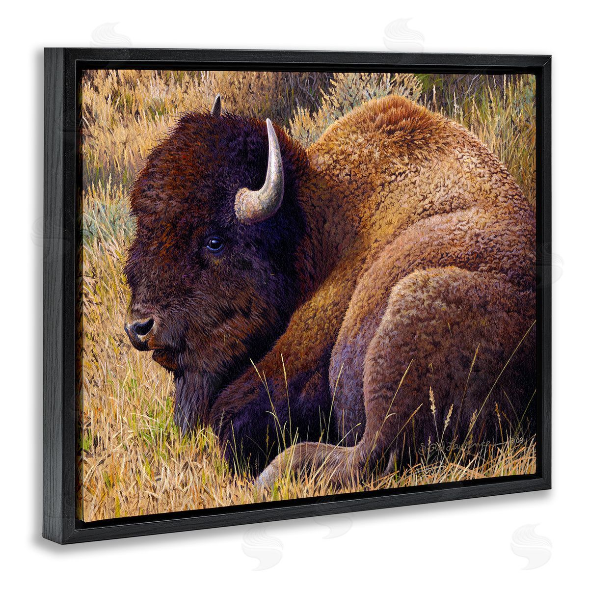 Rod Lawrence Relaxing Young Bison Black Floating Frame Canvas Wall Art Print