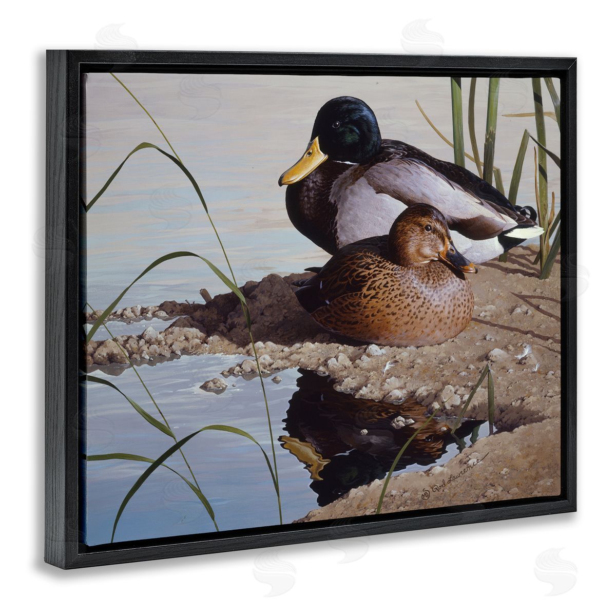 Rod Lawrence Two Ducks Water's Edge Black Floating Frame Canvas Wall Art Print