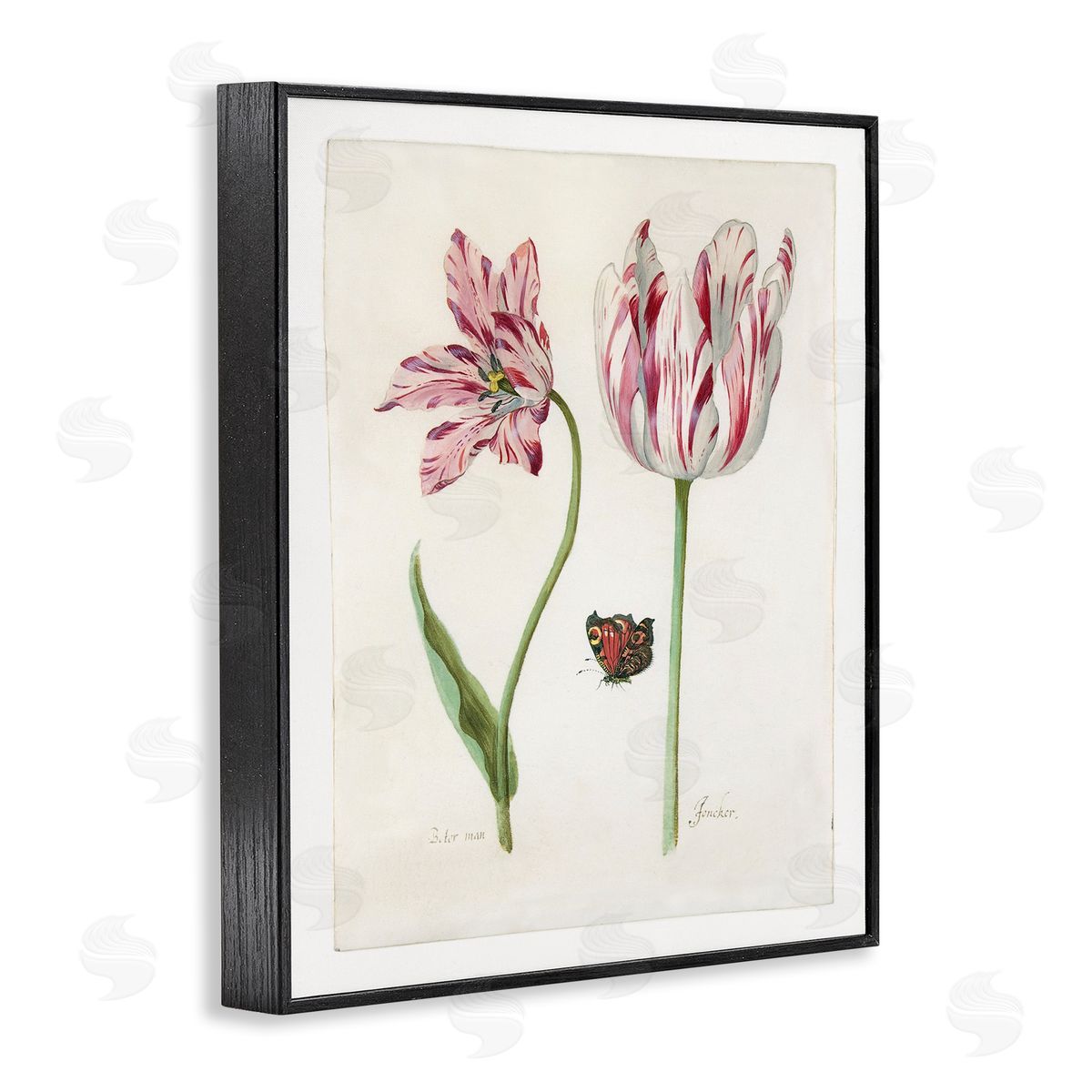 Jacob Marrel Classic Tulip & Butterfly Black Framed Giclee Wall Art Print