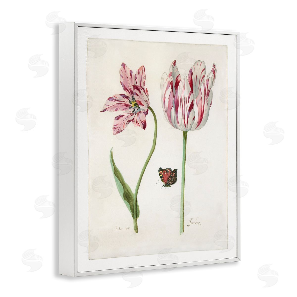 Jacob Marrel Classic Tulip & Butterfly White Framed Giclee Wall Art Print