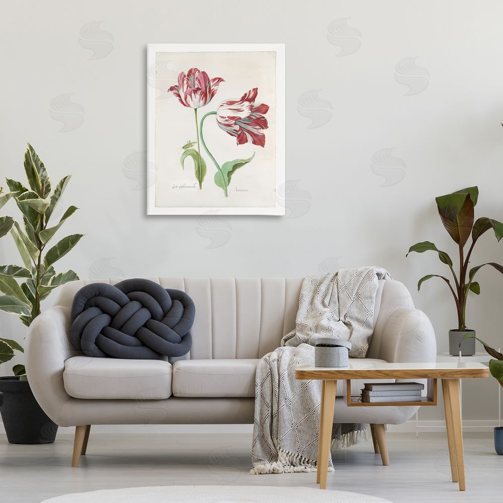 Jacob Marrel Classic Tulip Study Canvas Wall Art Print in Room