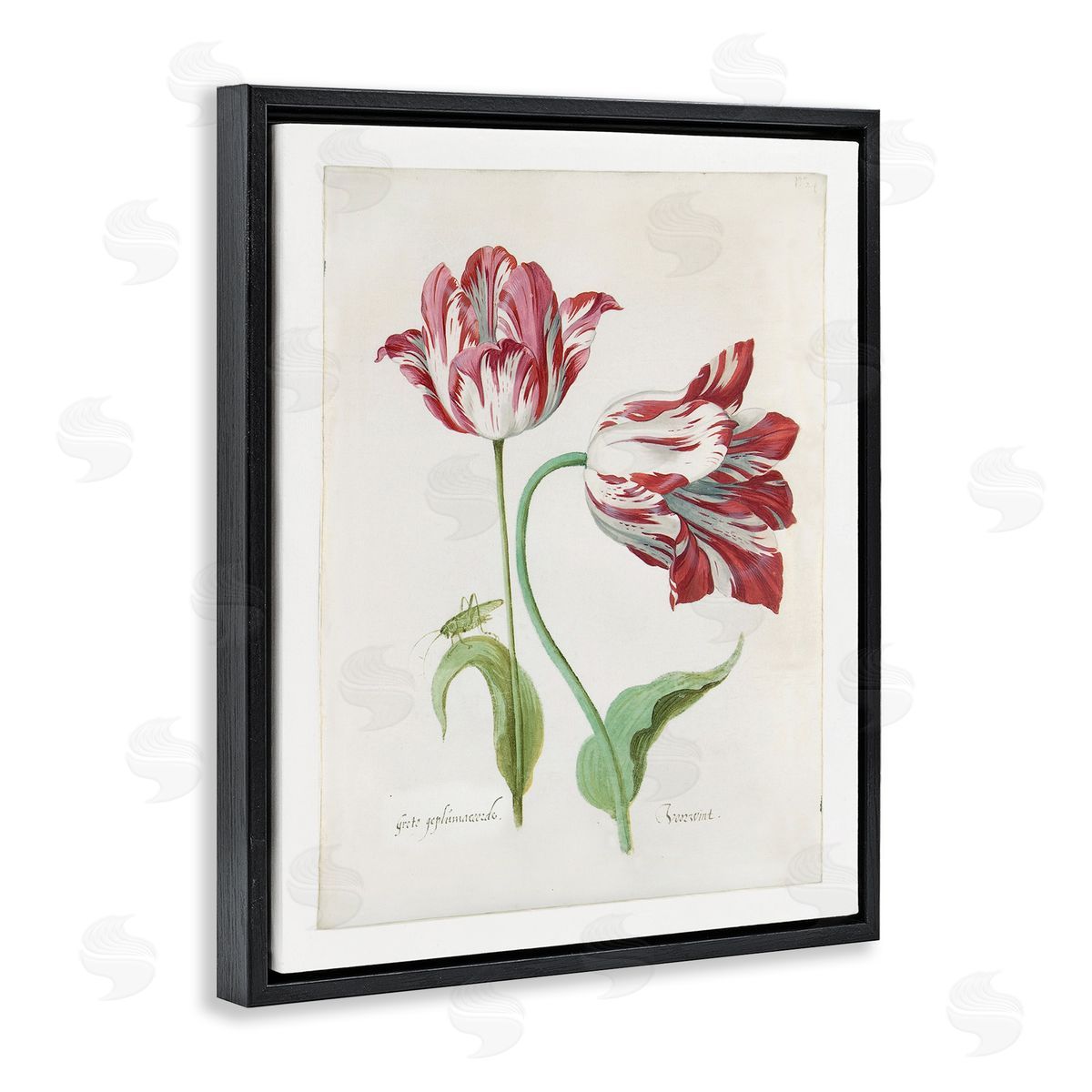 Jacob Marrel Classic Tulip Study Black Floating Frame Canvas Wall Art Print