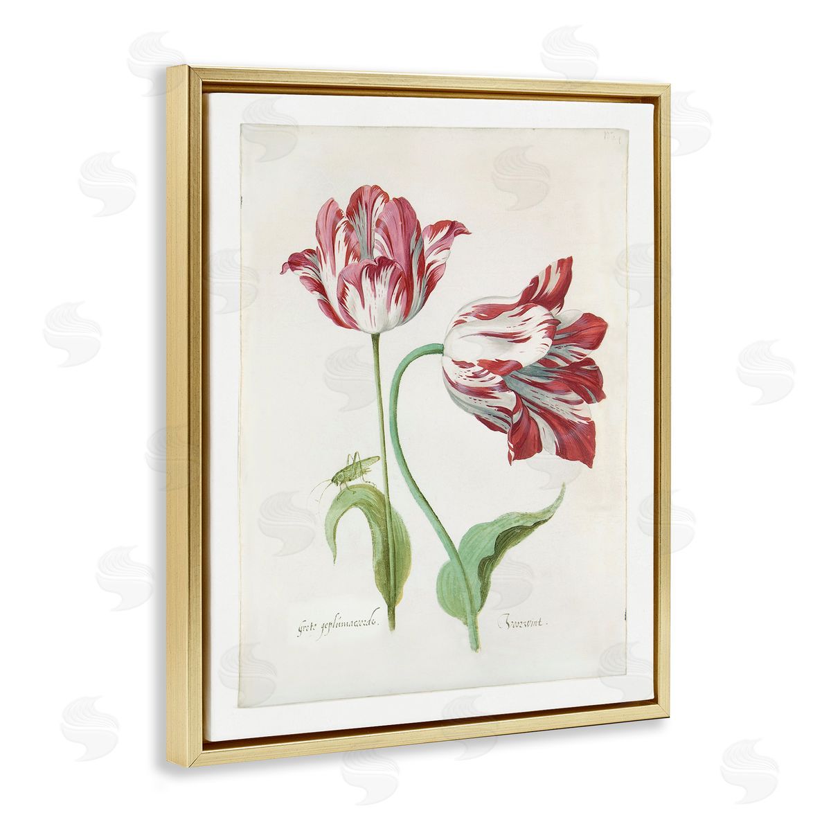Jacob Marrel Classic Tulip Study Gold Floating Frame Canvas Wall Art Print