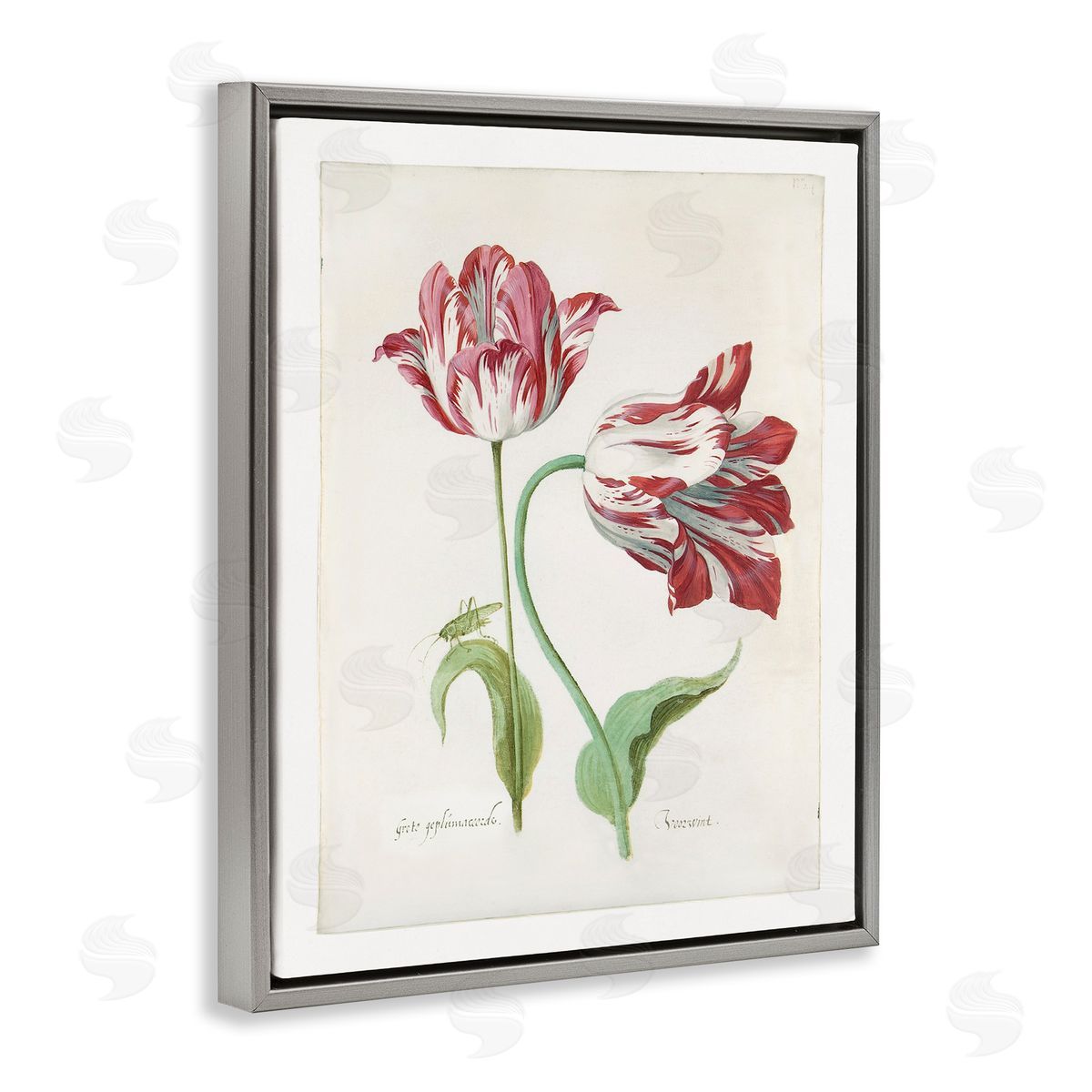 Jacob Marrel Classic Tulip Study Gray Floating Frame Canvas Wall Art Print