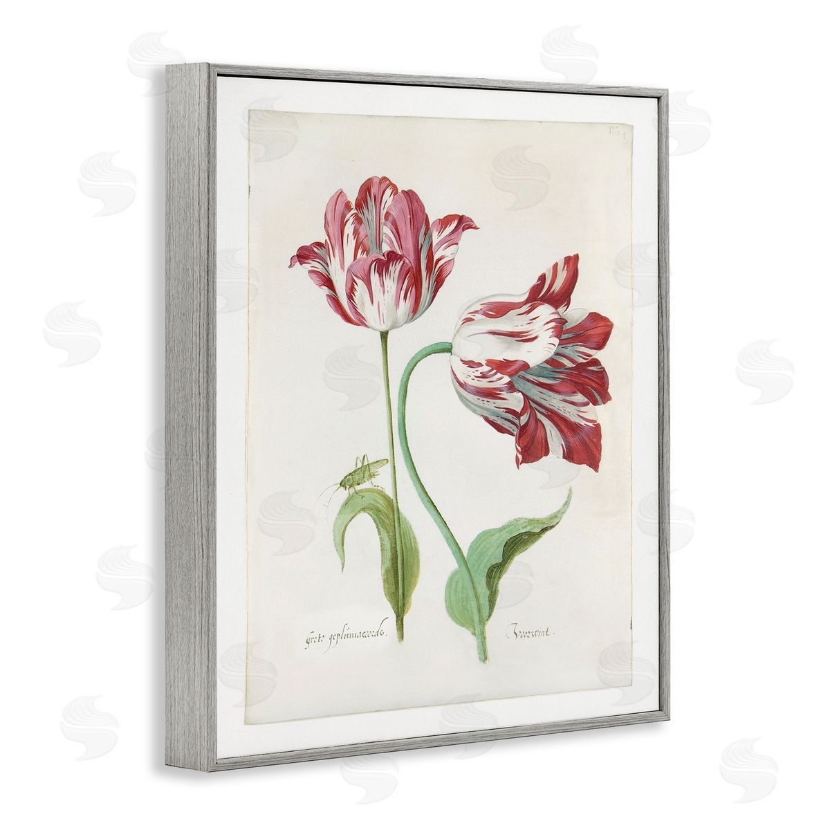 Jacob Marrel Classic Tulip Study Gray Framed Giclee Wall Art Print