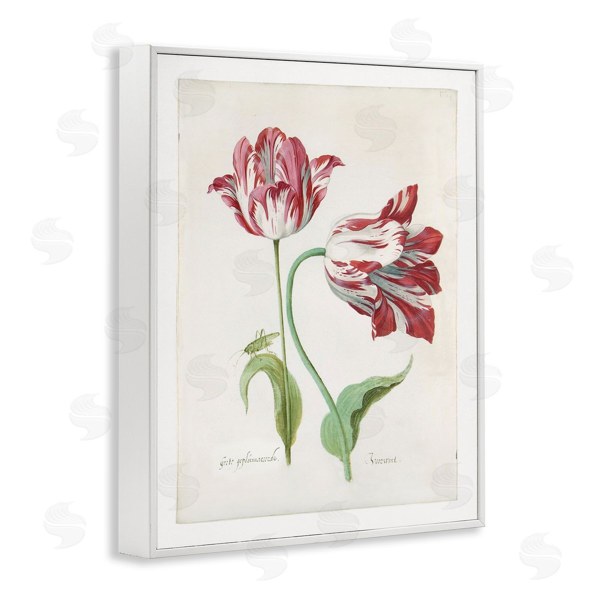 Jacob Marrel Classic Tulip Study White Framed Giclee Wall Art Print