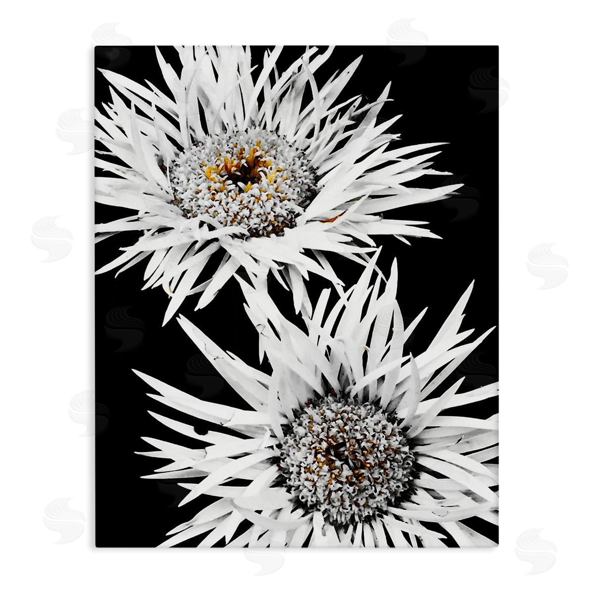 Heidi Bannon Bold Contrast Flower Buds Canvas Wall Art Print