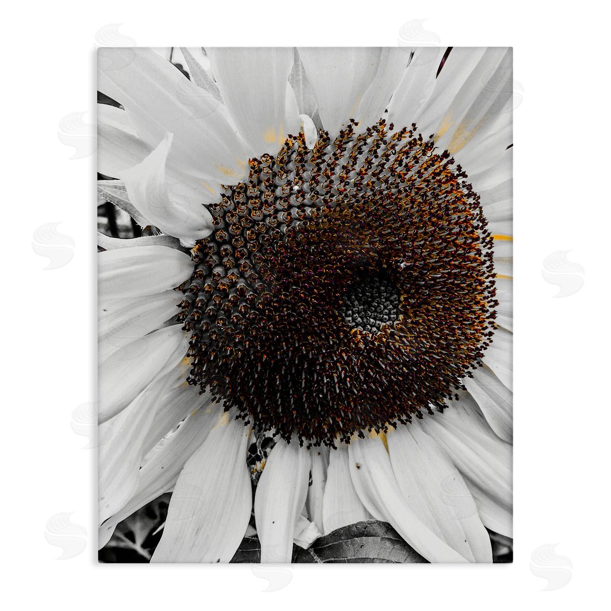 Heidi Bannon Flower Pure White Petals Canvas Wall Art Print
