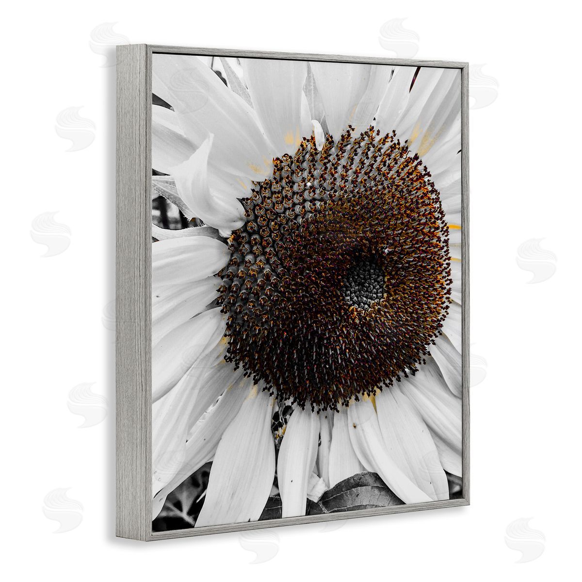 Heidi Bannon Flower Pure White Petals Gray Framed Giclee Wall Art Print