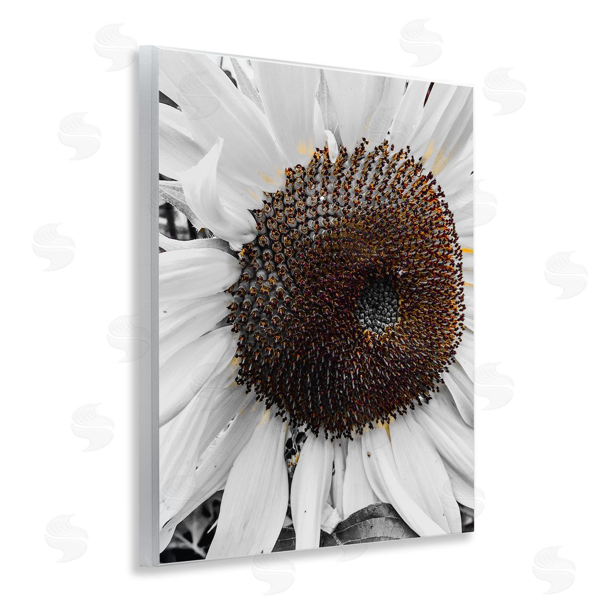 Heidi Bannon Flower Pure White Petals Wooden Wall Plaque Art Print