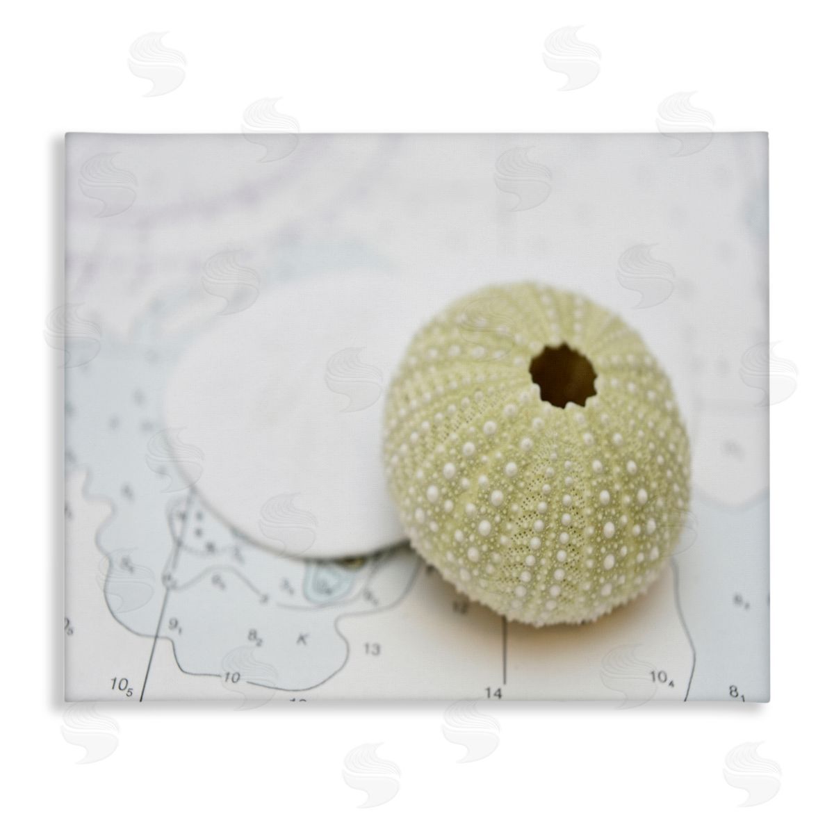 Savanah Plank Aquatic Sea Urchin Canvas Wall Art Print