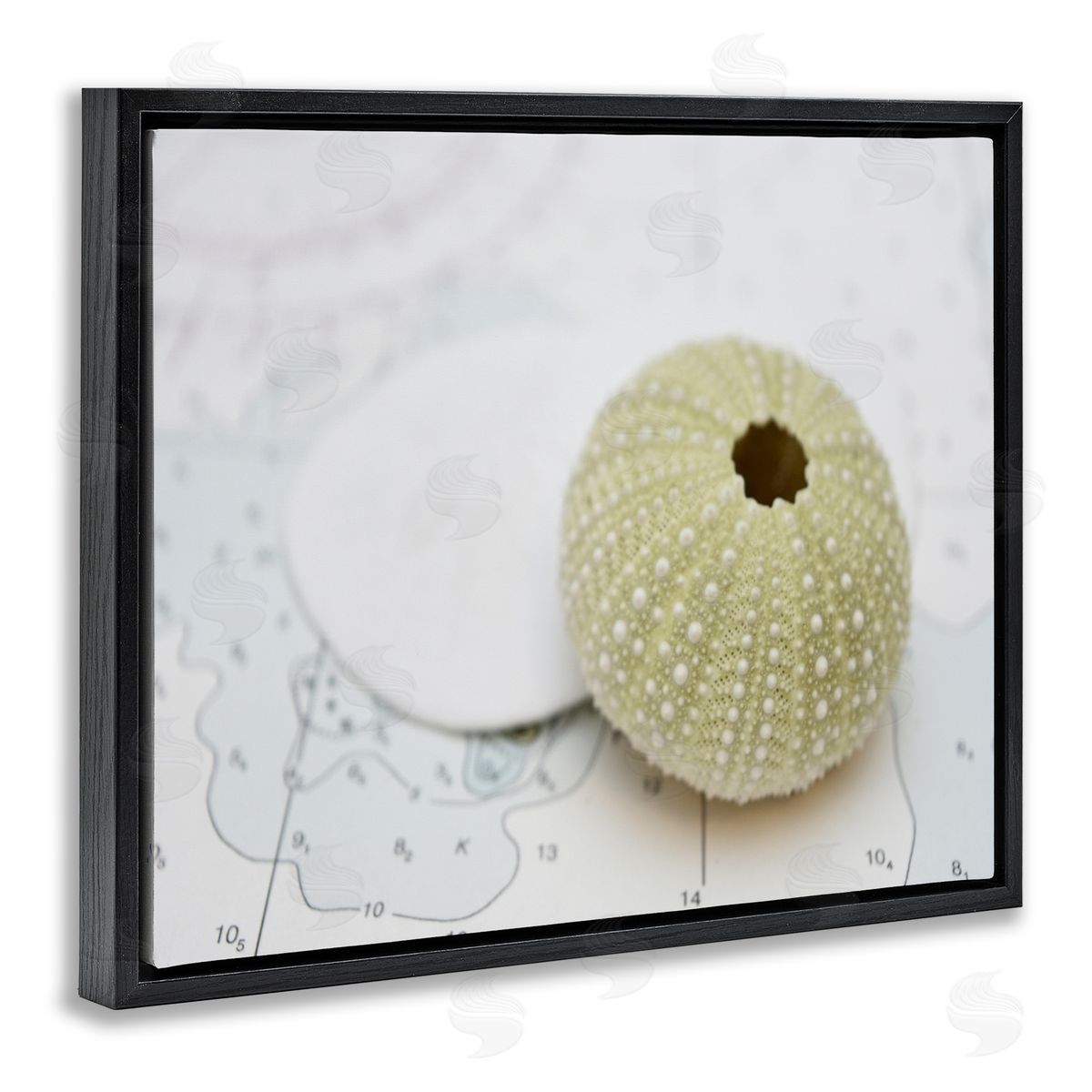 Savanah Plank Aquatic Sea Urchin Black Floating Frame Canvas Wall Art Print