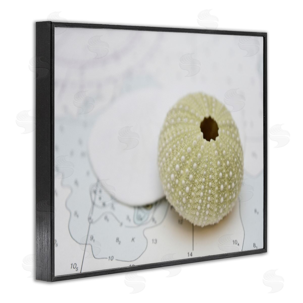 Savanah Plank Aquatic Sea Urchin Black Framed Giclee Wall Art Print