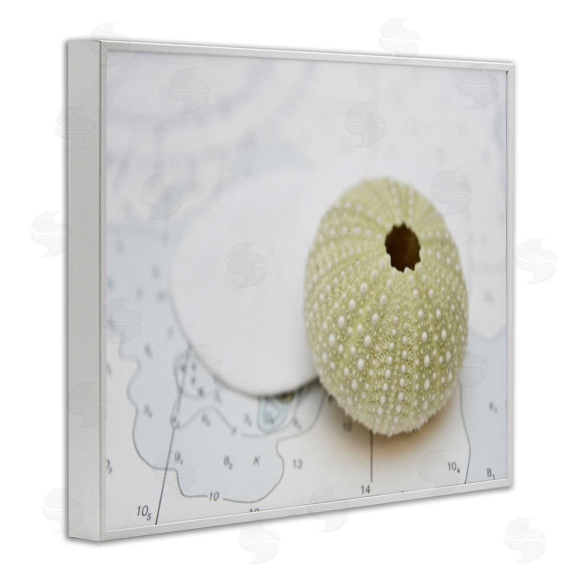 Savanah Plank Aquatic Sea Urchin White Framed Giclee Wall Art Print