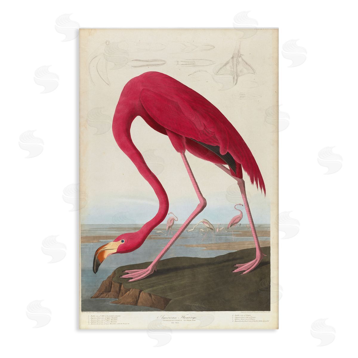 one1000paintings Classic American Flamingo Canvas Wall Art Print