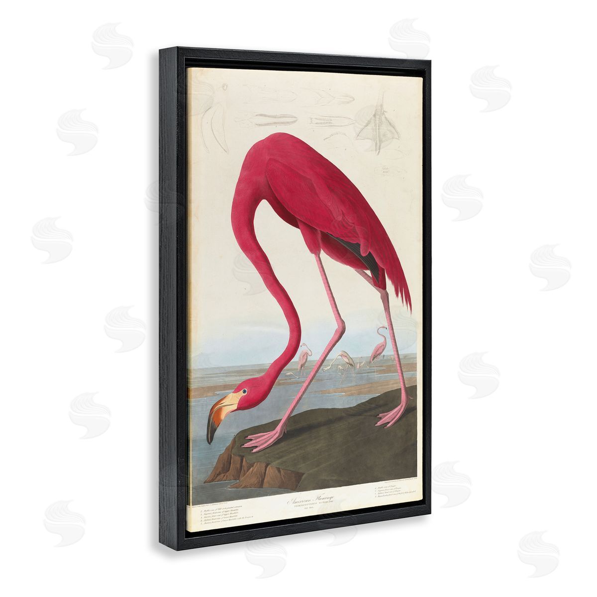 one1000paintings Classic American Flamingo Black Floating Frame Canvas Wall Art Print