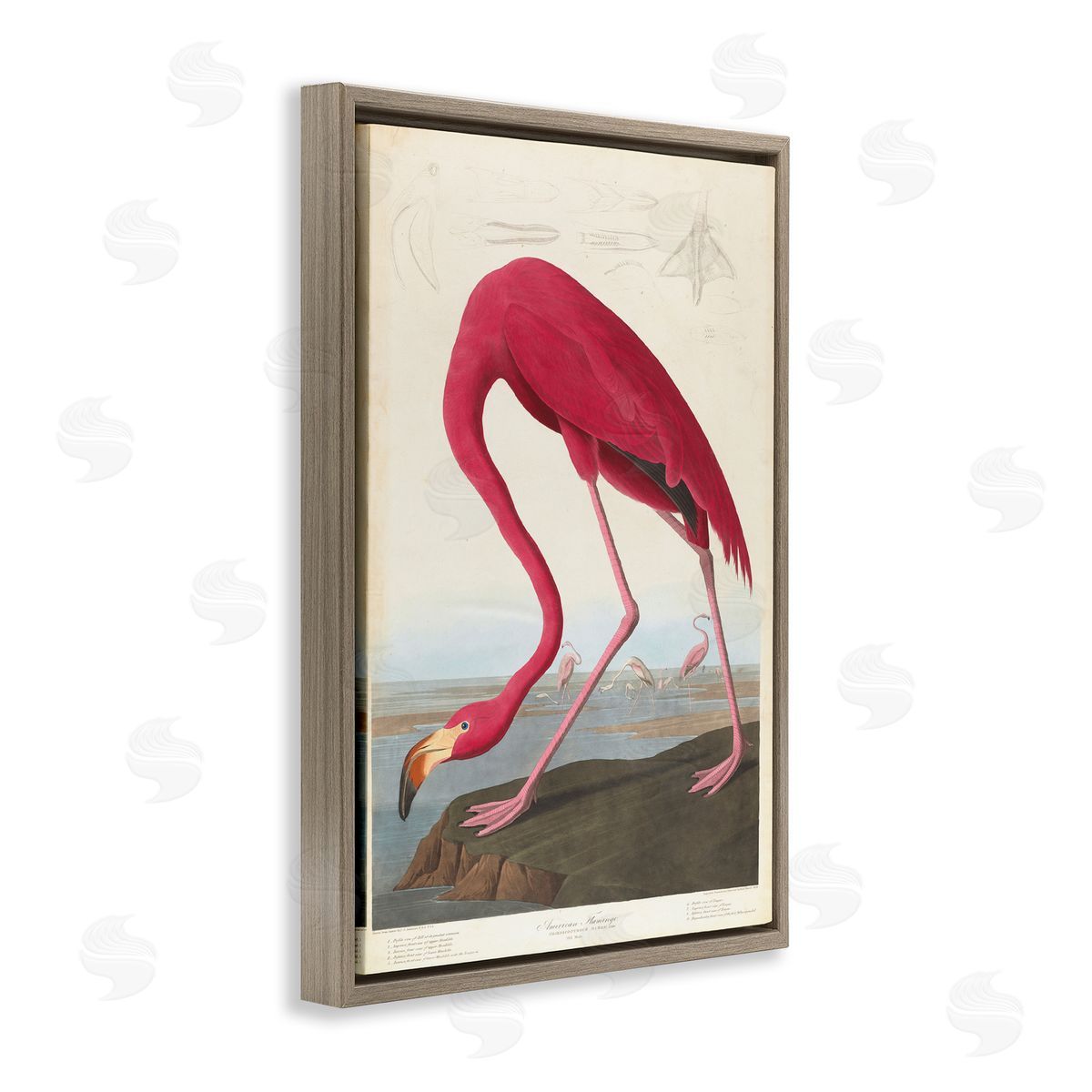 one1000paintings Classic American Flamingo Brown Floating Frame Canvas Wall Art Print