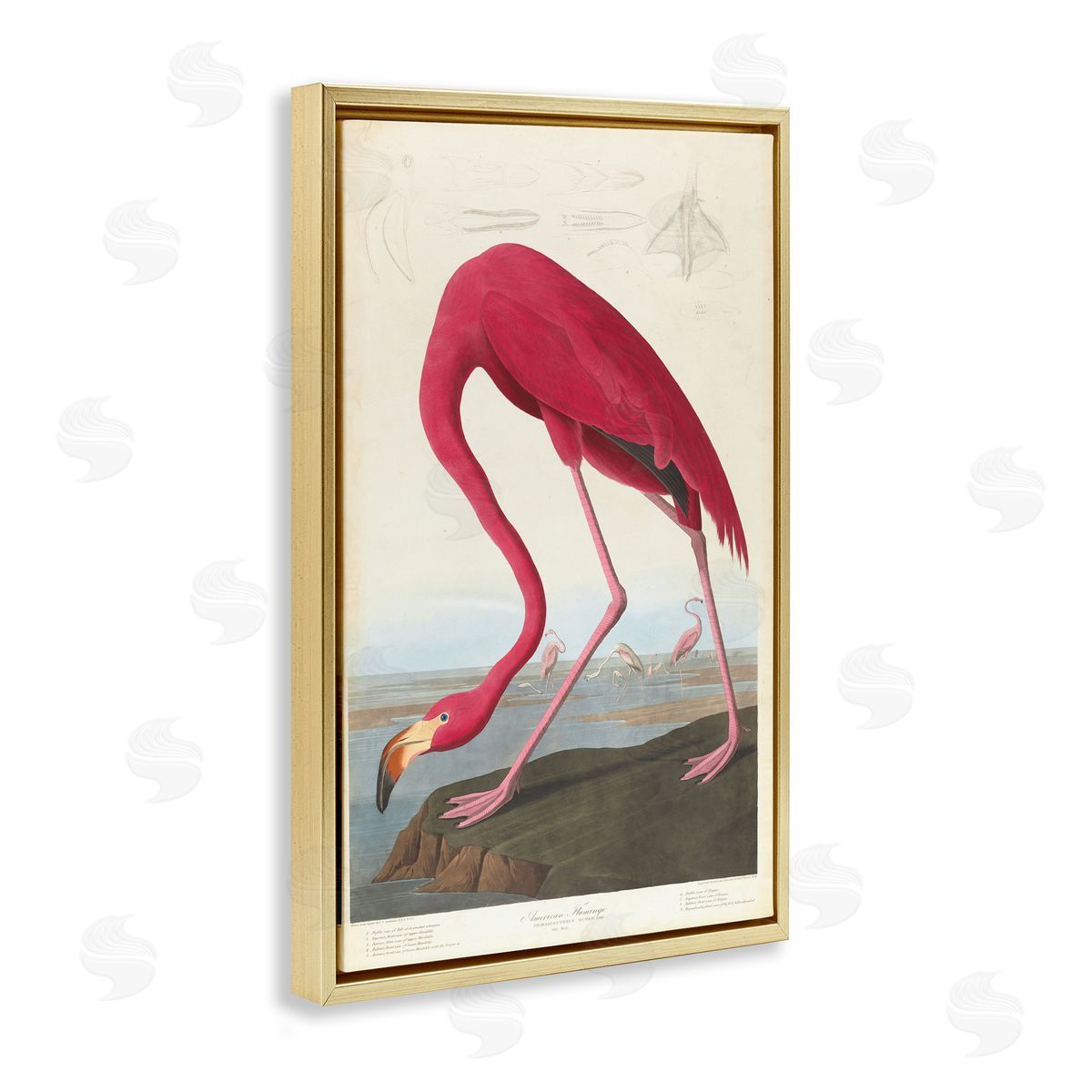 one1000paintings Classic American Flamingo Gold Floating Frame Canvas Wall Art Print