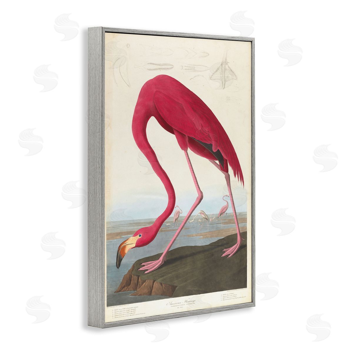 one1000paintings Classic American Flamingo Gray Framed Giclee Wall Art Print