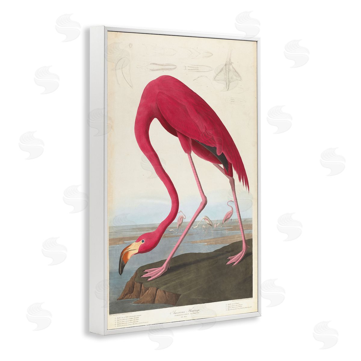 one1000paintings Classic American Flamingo White Framed Giclee Wall Art Print