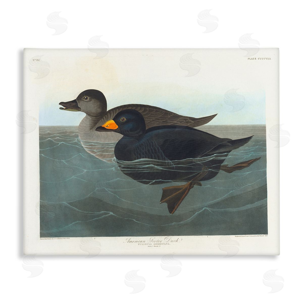 one1000paintings Classic American Scoter Duck Canvas Wall Art Print